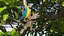 Collection d'oiseaux truqués 4