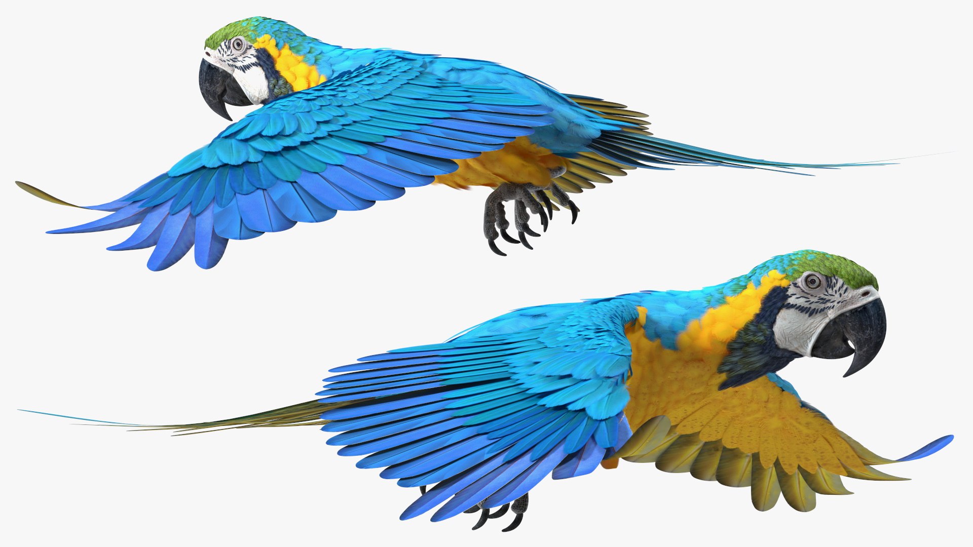 Rigged Birds Collection 4 3D model https://p.turbosquid.com/ts-thumb/Fa/es2qtE/9d/riggedbirdscollection4mb3dmodel045/jpg/1672314971/1920x1080/fit_q87/3e09d33c8884c17eafc75308f821f8a42db57ea2/riggedbirdscollection4mb3dmodel045.jpg