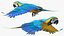 Collection d'oiseaux truqués 4