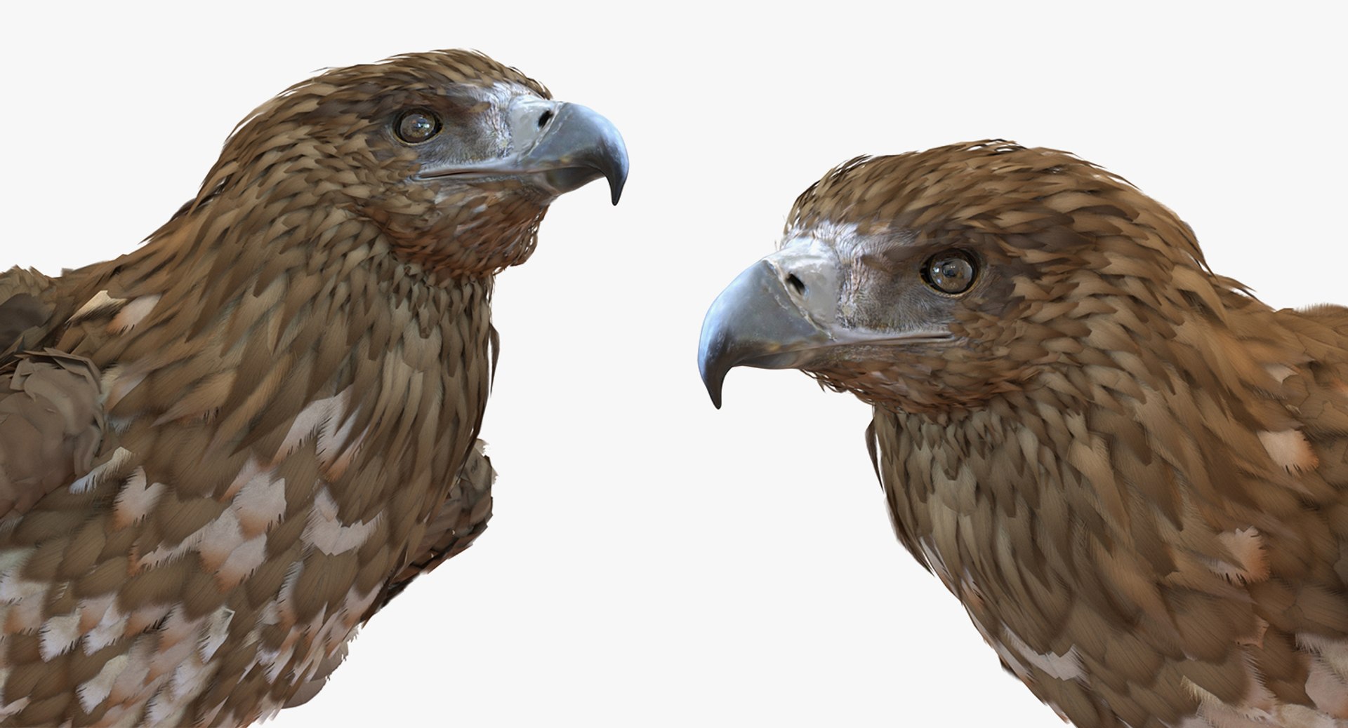 Rigged Birds Collection 4 3D model https://p.turbosquid.com/ts-thumb/Fa/es2qtE/Ap/riggedbirdscollection4mb3dmodel100/jpg/1672315136/1920x1080/fit_q87/097945ef65e64b6e7090b1f631abb2316ad36afa/riggedbirdscollection4mb3dmodel100.jpg