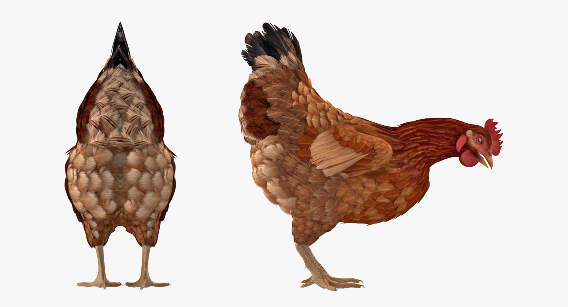 Rigged Birds Collection 4 3D model https://p.turbosquid.com/ts-thumb/Fa/es2qtE/GA/riggedbirdscollection4mb3dmodel086/jpg/1672315094/1920x1080/fit_q87/a5d0f92acb4894819734340c28fafa3ad2740b2e/riggedbirdscollection4mb3dmodel086.jpg