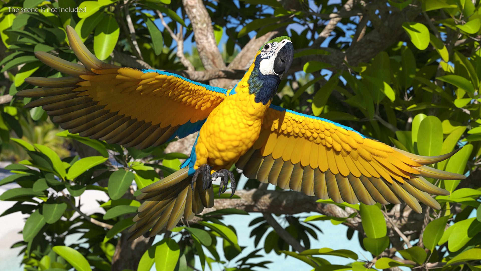 Rigged Birds Collection 4 3D model https://p.turbosquid.com/ts-thumb/Fa/es2qtE/Ha/riggedbirdscollection4mb3dmodel027/jpg/1672314916/1920x1080/fit_q87/99a6bc980f3dc34e239145a4a6e7092528430e5a/riggedbirdscollection4mb3dmodel027.jpg