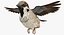 Collection d'oiseaux truqués 4