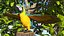 Collection d'oiseaux truqués 4