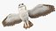 Collection d'oiseaux truqués 4