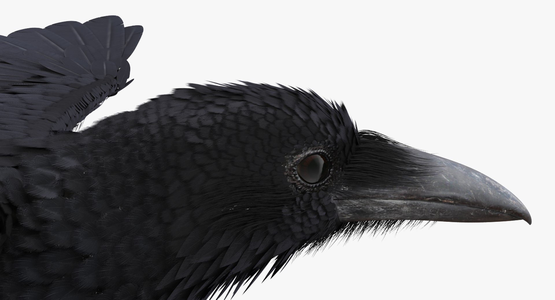 Rigged Birds Collection 4 3D model https://p.turbosquid.com/ts-thumb/Fa/es2qtE/Y3/riggedbirdscollection4mb3dmodel082/jpg/1672315082/1920x1080/fit_q87/32b41081405918d347aeb0abed048d9de0709e68/riggedbirdscollection4mb3dmodel082.jpg