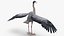 Collection d'oiseaux truqués 4