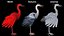 Collection d'oiseaux truqués 4