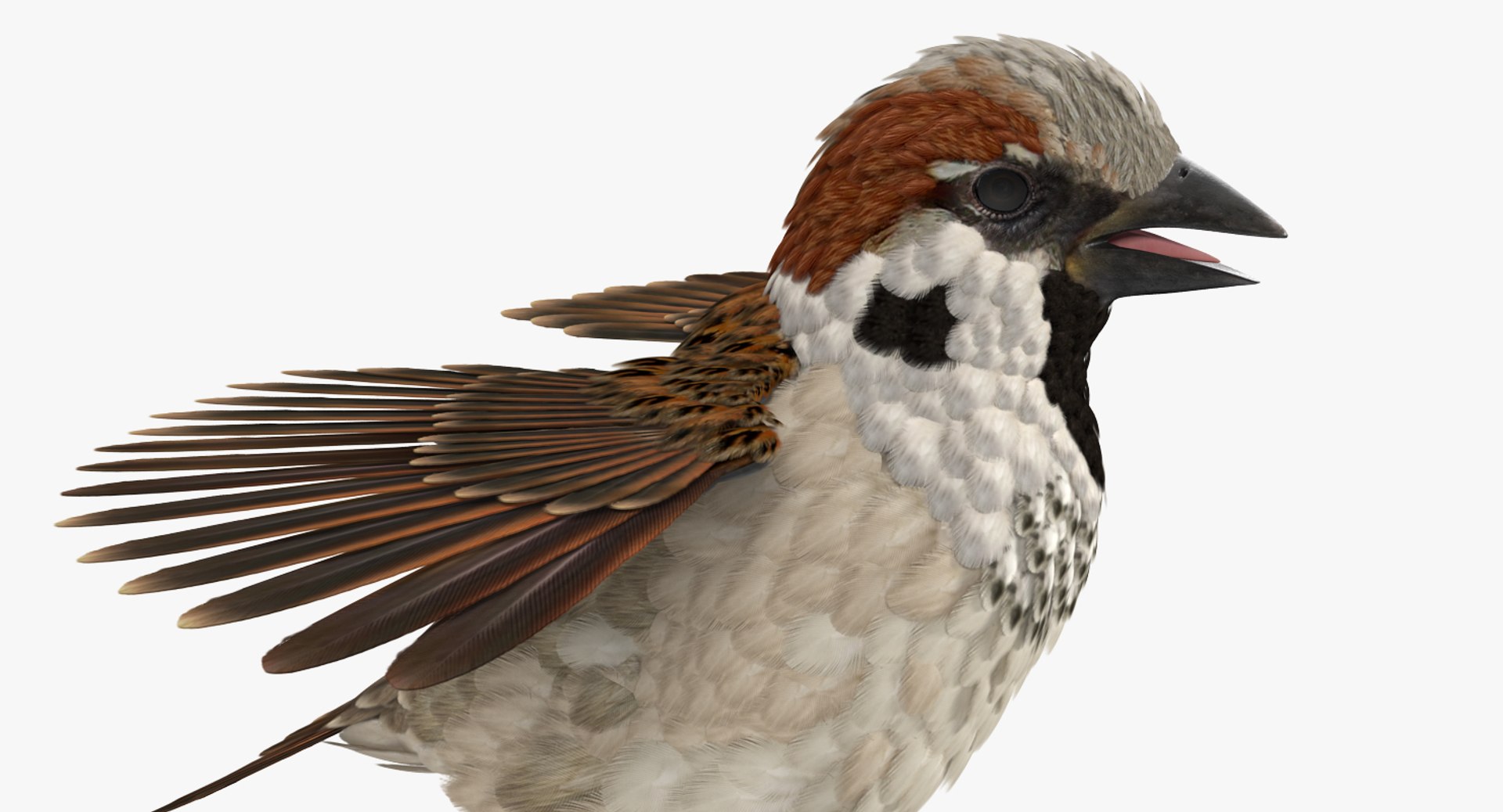 Rigged Birds Collection 4 3D model https://p.turbosquid.com/ts-thumb/Fa/es2qtE/fp/riggedbirdscollection4mb3dmodel071/jpg/1672315049/1920x1080/fit_q87/be09399cf35d12c77c8929a74dda2919e0fe85b1/riggedbirdscollection4mb3dmodel071.jpg