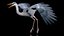 Collection d'oiseaux truqués 4