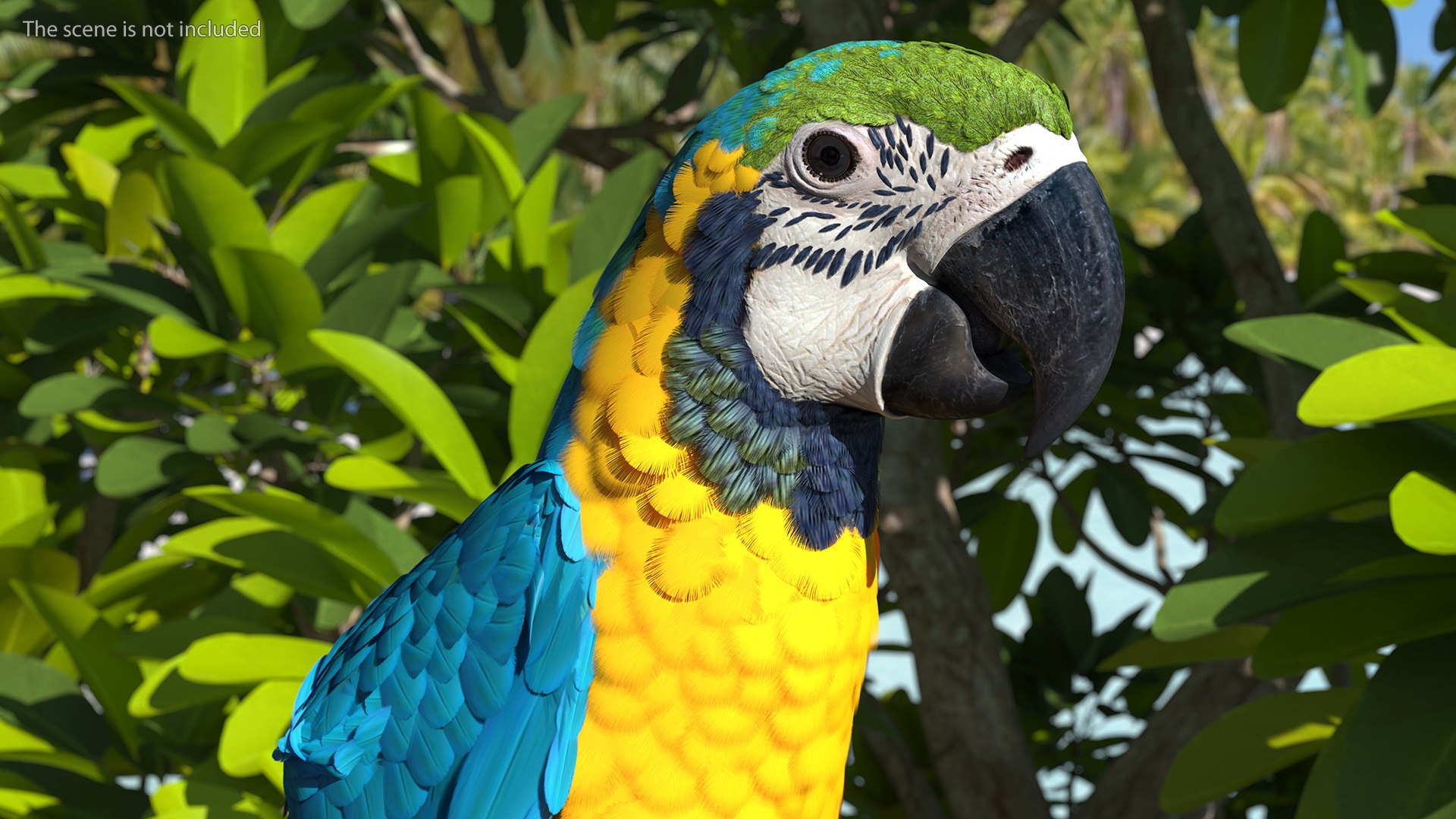 Rigged Birds Collection 4 3D model https://p.turbosquid.com/ts-thumb/Fa/es2qtE/jc/riggedbirdscollection4mb3dmodel031/jpg/1672314928/1920x1080/fit_q87/1845b8a44cffdba497fc1ba03ad5d828061a470b/riggedbirdscollection4mb3dmodel031.jpg