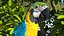 Collection d'oiseaux truqués 4