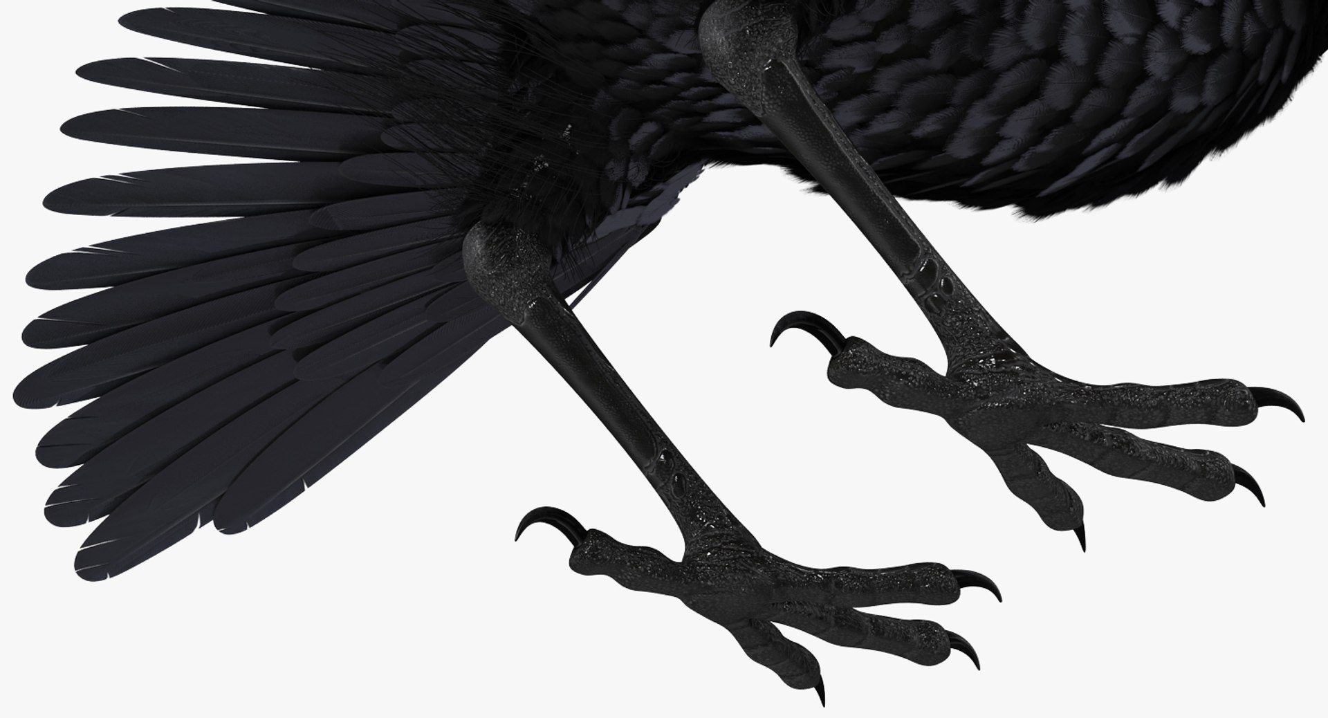 Rigged Birds Collection 4 3D model https://p.turbosquid.com/ts-thumb/Fa/es2qtE/kU/riggedbirdscollection4mb3dmodel083/jpg/1672315085/1920x1080/fit_q87/86785883b4291db3c98c27013a048dba71b36ca7/riggedbirdscollection4mb3dmodel083.jpg
