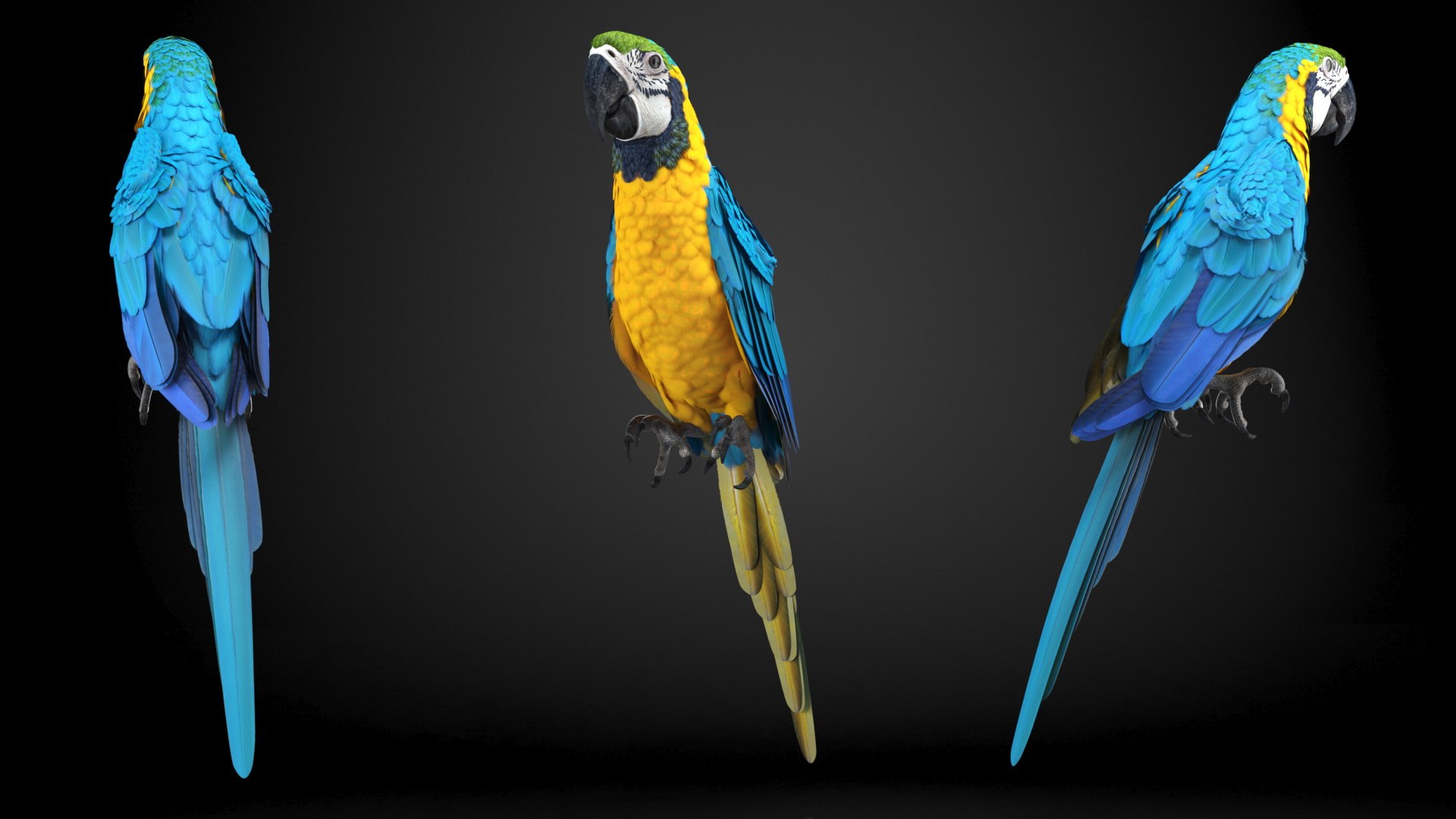 Rigged Birds Collection 4 3D model https://p.turbosquid.com/ts-thumb/Fa/es2qtE/lk/riggedbirdscollection4mb3dmodel037/jpg/1672314947/1920x1080/fit_q87/257de5713c99bd7f960eb3bb77aa439aebccf418/riggedbirdscollection4mb3dmodel037.jpg