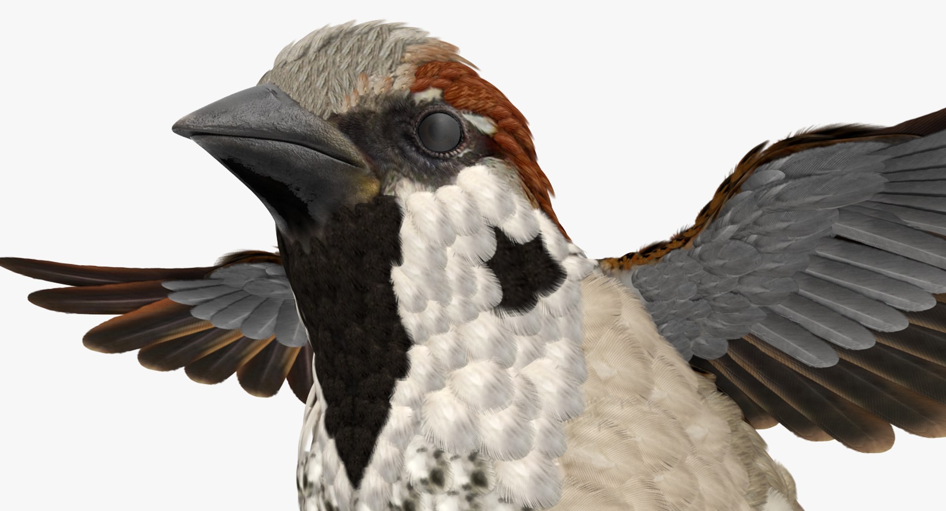 Rigged Birds Collection 4 3D model https://p.turbosquid.com/ts-thumb/Fa/es2qtE/nc/riggedbirdscollection4mb3dmodel072/jpg/1672315052/1920x1080/fit_q87/c90d6300dcb4fae78f812bd0e72204d64a55d89e/riggedbirdscollection4mb3dmodel072.jpg