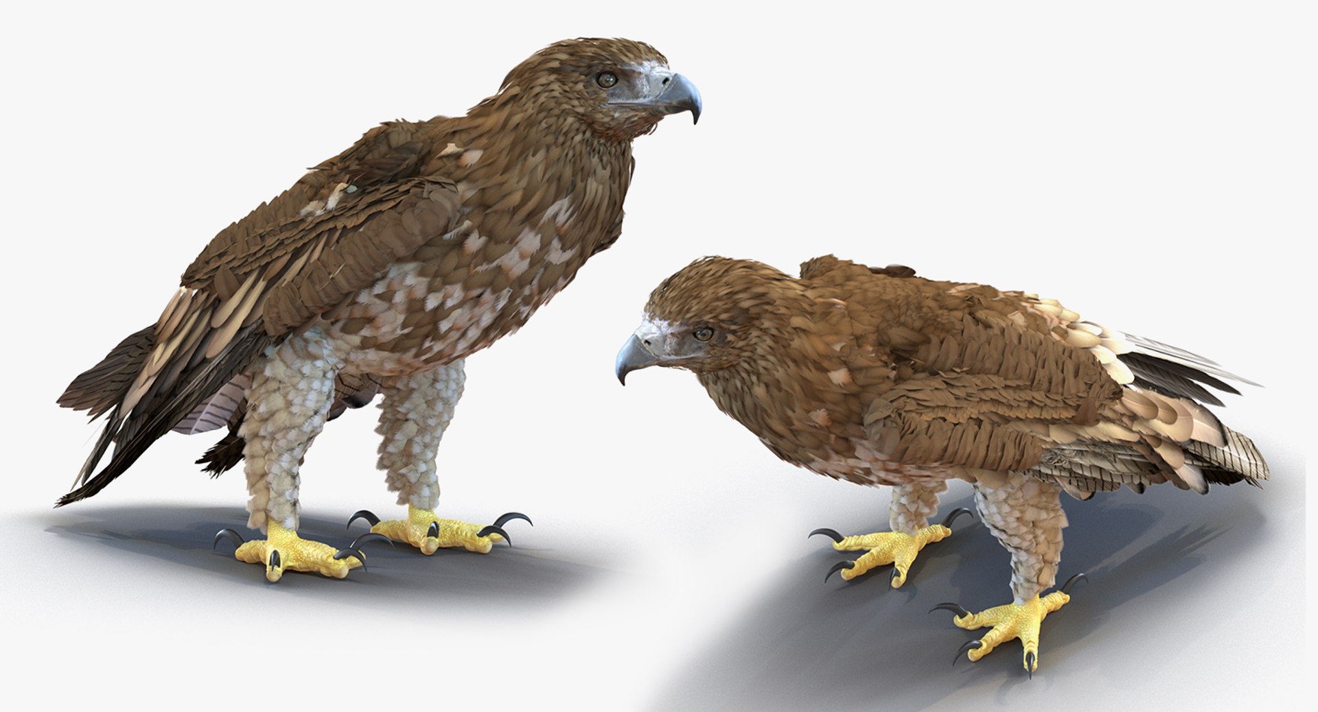 Rigged Birds Collection 4 3D model https://p.turbosquid.com/ts-thumb/Fa/es2qtE/nz/riggedbirdscollection4mb3dmodel098/jpg/1672315130/1920x1080/fit_q87/475c3c835ac3f540c111c62eaf34a9c1250a7414/riggedbirdscollection4mb3dmodel098.jpg