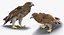 Collection d'oiseaux truqués 4