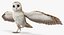 Collection d'oiseaux truqués 4
