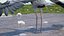 Collection d'oiseaux truqués 4