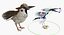 Collection d'oiseaux truqués 4