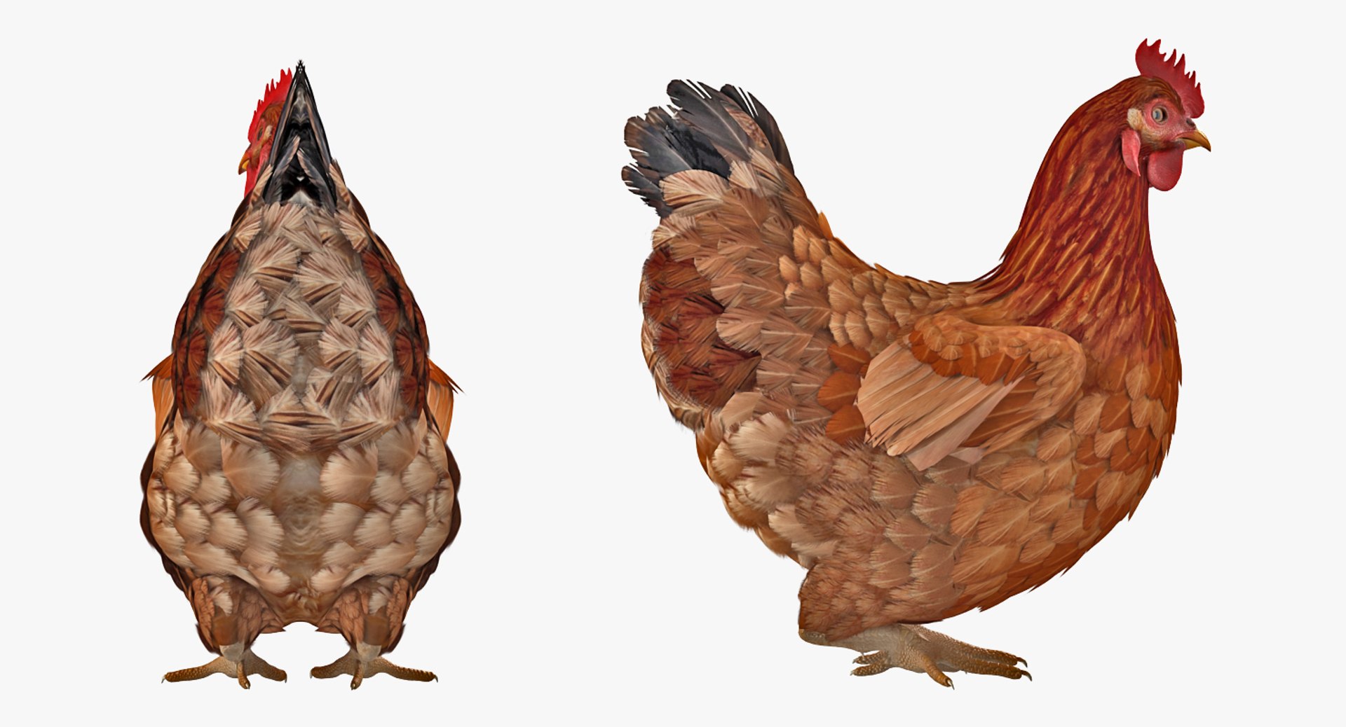 Rigged Birds Collection 4 3D model https://p.turbosquid.com/ts-thumb/Fa/es2qtE/z5/riggedbirdscollection4mb3dmodel087/jpg/1672315097/1920x1080/fit_q87/ead509d6513945150f42cb3cc5c6cb144481d58f/riggedbirdscollection4mb3dmodel087.jpg