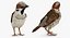 Collection d'oiseaux truqués 4