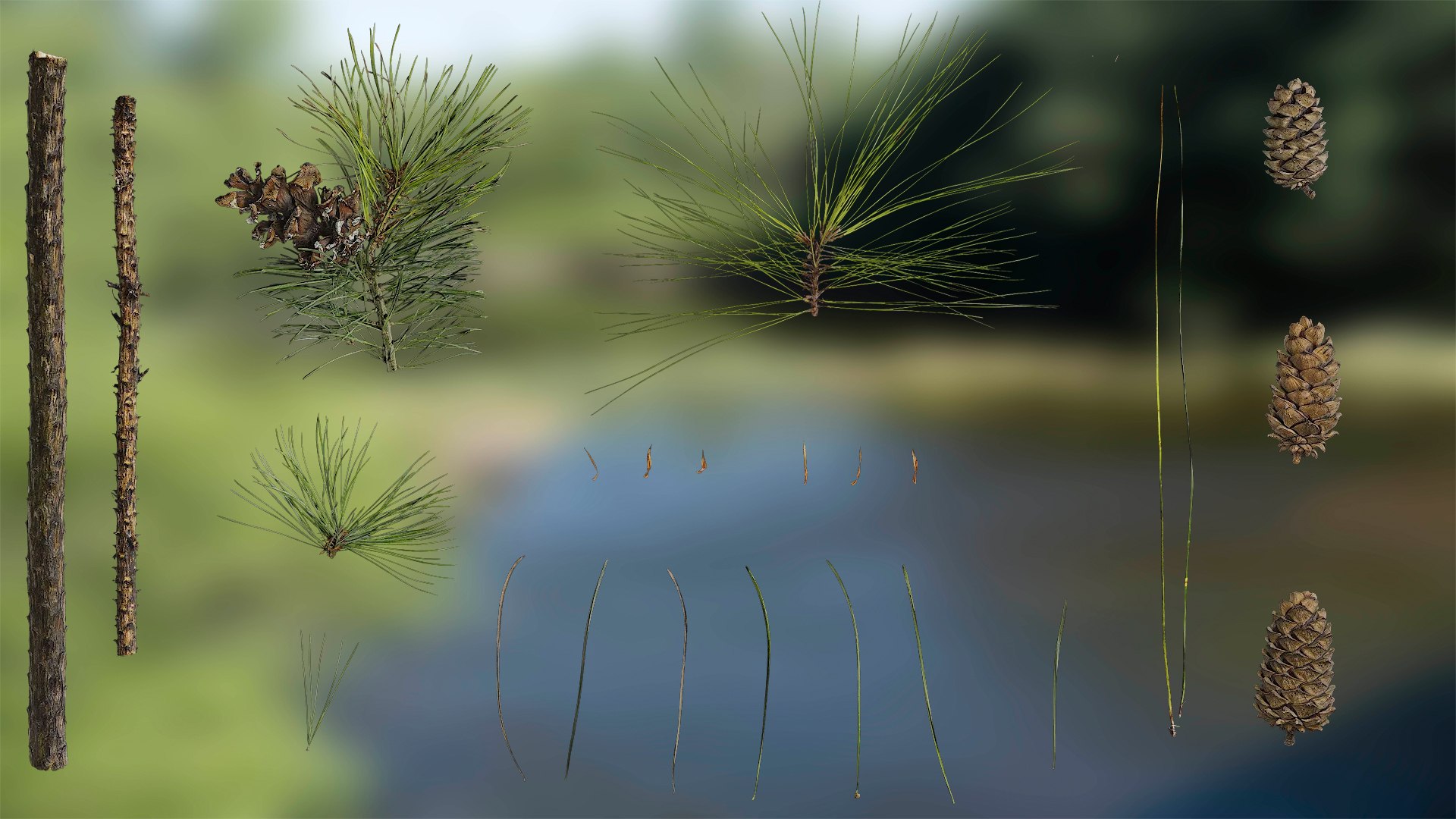 3D Pinus Atlas Texture Pack Model - TurboSquid 2315138