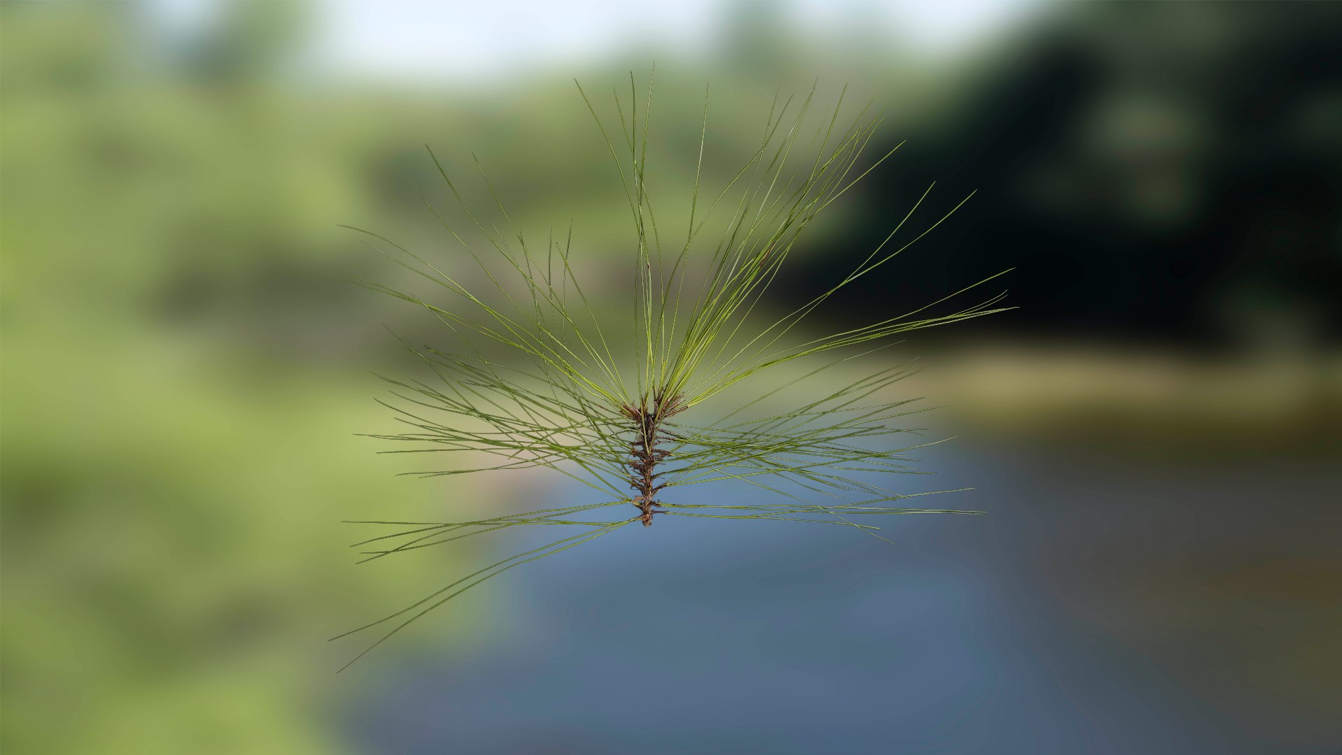 3D Pinus Atlas Texture Pack Model - TurboSquid 2315138
