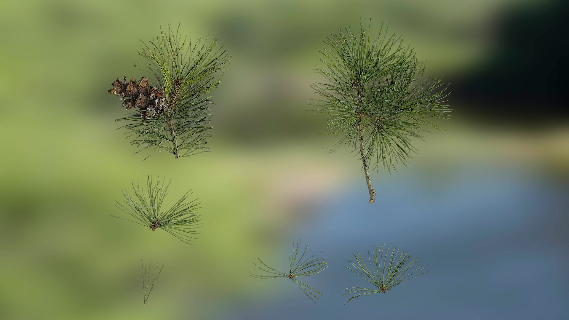 3D Pinus Atlas Texture Pack Model - TurboSquid 2315138