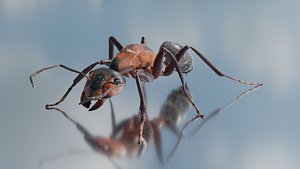 3D realistic Ant model