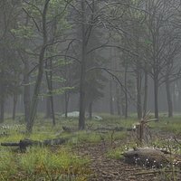 Misty Forest