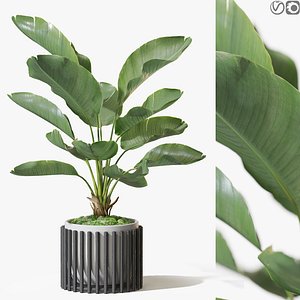 3D Plant 1312