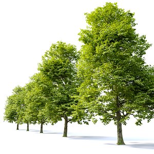 3D Acer campestre model