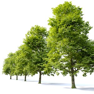 Acer campestre