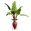 Vegetable Plant 3D Collection
