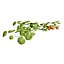Vegetable Plant 3D Collection