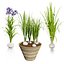 Vegetable Plant 3D Collection