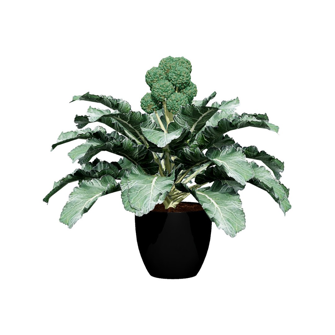 Vegetable Plant 3D Collection model https://p.turbosquid.com/ts-thumb/Fb/Jqvh18/76/3dbroccoliplants5/jpg/1740608037/1920x1080/fit_q87/0fcba626fc12926606f625caf3ed7662600b9626/3dbroccoliplants5.jpg