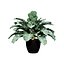 Vegetable Plant 3D Collection