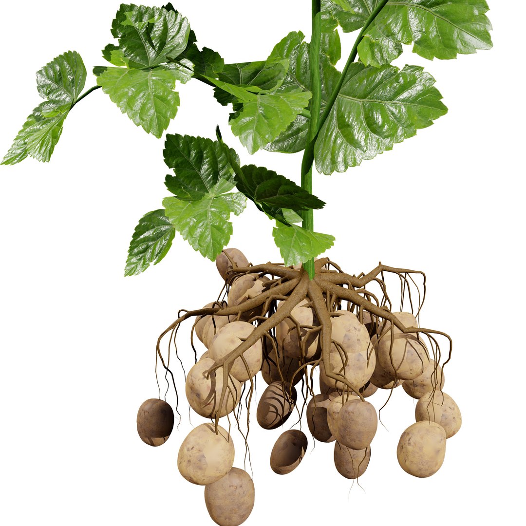 Vegetable Plant 3D Collection model https://p.turbosquid.com/ts-thumb/Fb/Jqvh18/7D/potatoplant3dmodel4/jpg/1740608049/1920x1080/fit_q87/2fadd3cbba010f36120a68830b5195e638628fba/potatoplant3dmodel4.jpg