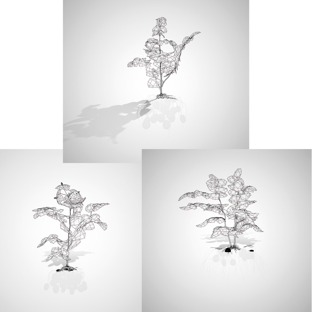 Vegetable Plant 3D Collection model https://p.turbosquid.com/ts-thumb/Fb/Jqvh18/BQ/potatoplant3dmodel6/jpg/1740608176/1920x1080/fit_q87/10fd199da056dbe0cbea9c1c3c8ea62bc5236b57/potatoplant3dmodel6.jpg