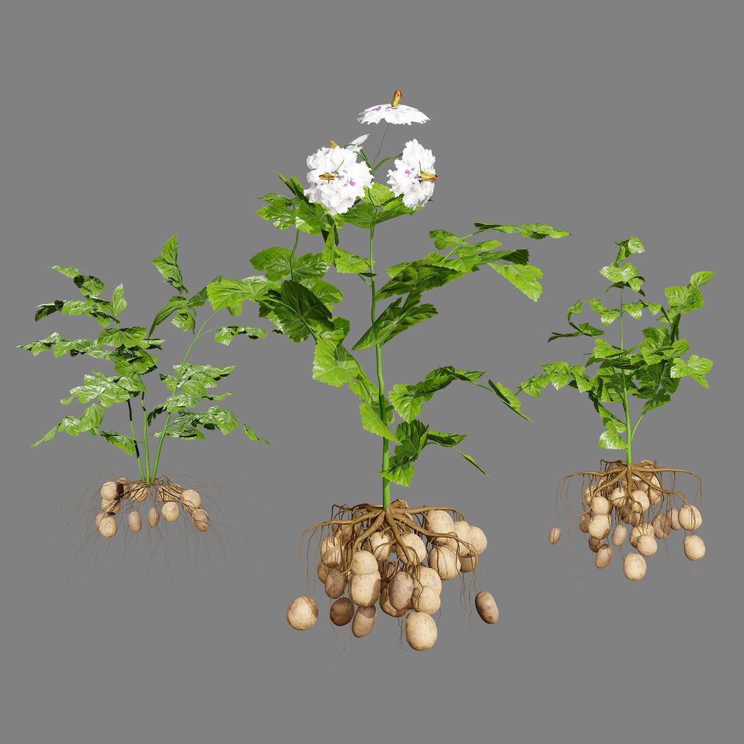 Vegetable Plant 3D Collection model https://p.turbosquid.com/ts-thumb/Fb/Jqvh18/CO/potatoplant3dmodel2/jpg/1740608048/1920x1080/fit_q87/f08d479fb0588e3232b6c27ed187d00937425151/potatoplant3dmodel2.jpg
