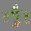 Vegetable Plant 3D Collection