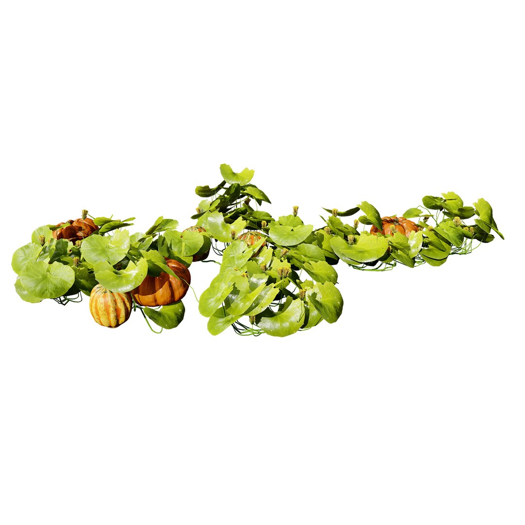 Vegetable Plant 3D Collection model https://p.turbosquid.com/ts-thumb/Fb/Jqvh18/CY/pumpkinvine3dmodel4/jpg/1740608051/1920x1080/fit_q87/46c0cd55e8c54e78fbe87141ab152dbe6c6f7283/pumpkinvine3dmodel4.jpg