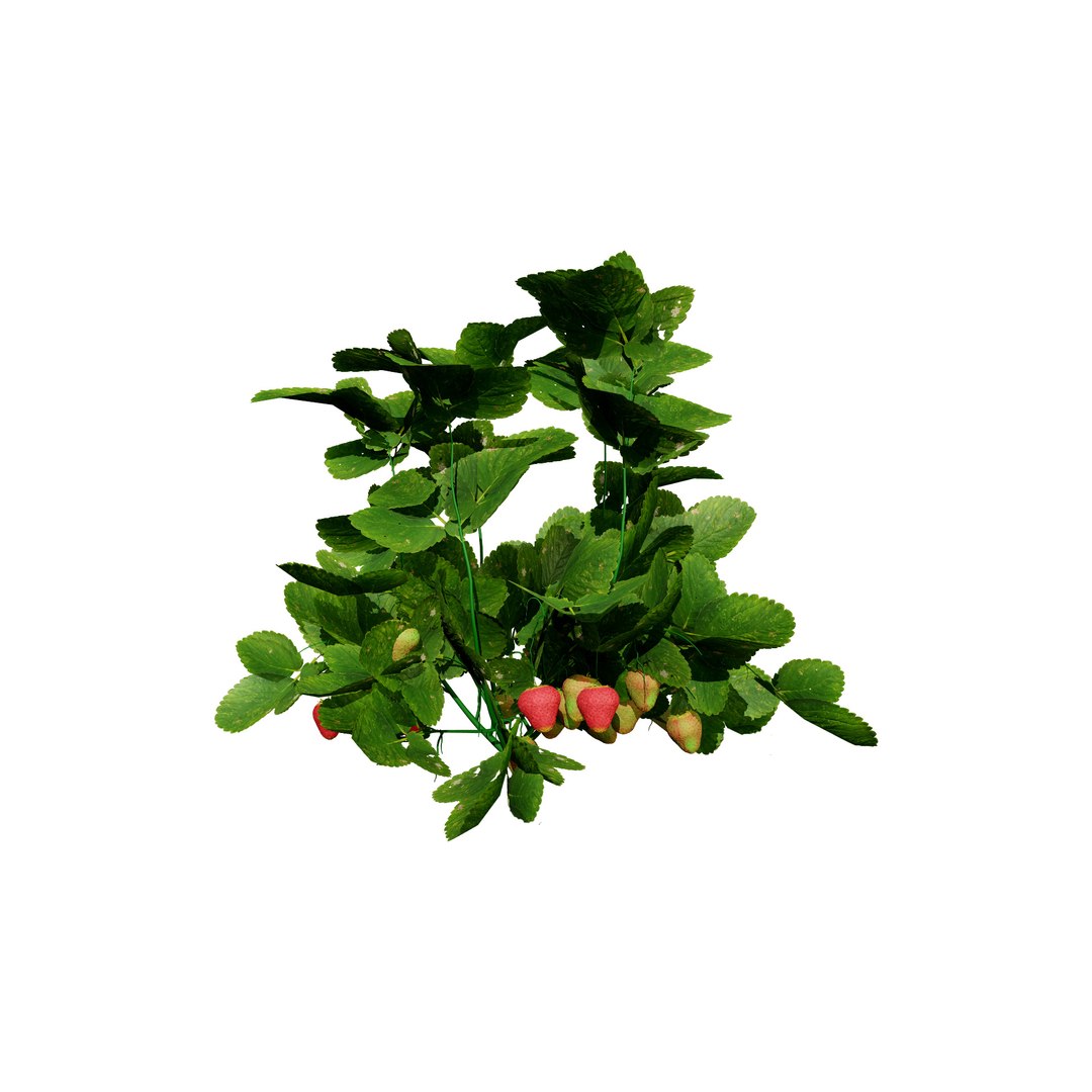 Vegetable Plant 3D Collection model https://p.turbosquid.com/ts-thumb/Fb/Jqvh18/Hd/3dstrawberryplantcollection4/jpg/1740608042/1920x1080/fit_q87/d59ef2c988a7e265c7f22cd8f8221563303bb9f1/3dstrawberryplantcollection4.jpg