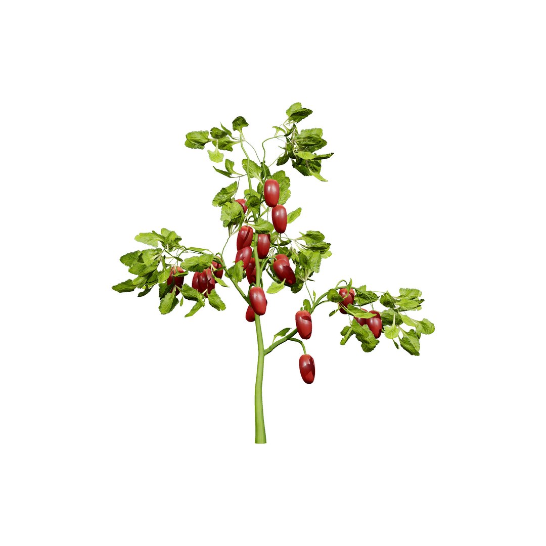 Vegetable Plant 3D Collection model https://p.turbosquid.com/ts-thumb/Fb/Jqvh18/I9/tomatoplant3dmodel3/jpg/1740608057/1920x1080/fit_q87/72832969ef9ac3dc9c421568ad02cdb2365dcae0/tomatoplant3dmodel3.jpg