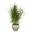 Vegetable Plant 3D Collection