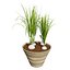 Vegetable Plant 3D Collection