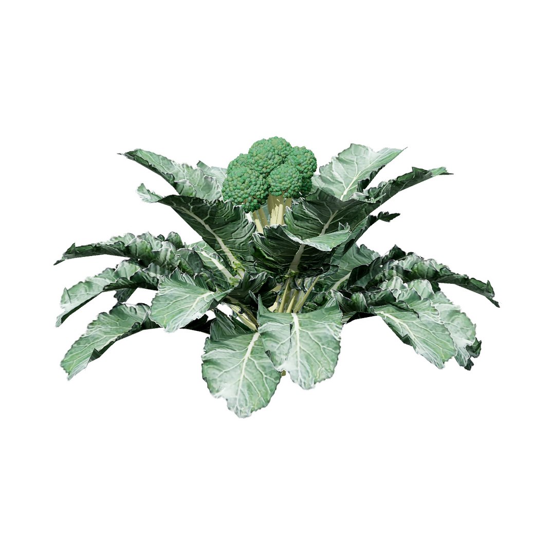Vegetable Plant 3D Collection model https://p.turbosquid.com/ts-thumb/Fb/Jqvh18/KK/3dbroccoliplants3/jpg/1740608037/1920x1080/fit_q87/52a4df0e2cd2974e10b7e067dd3bd1f586fcd796/3dbroccoliplants3.jpg