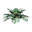 Vegetable Plant 3D Collection